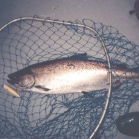012-chinook-salmon